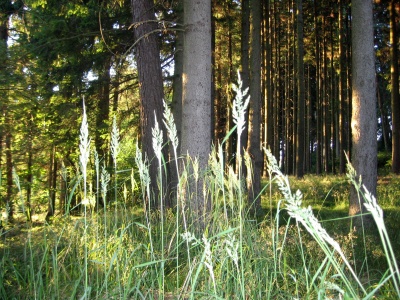 Les v Lísku
