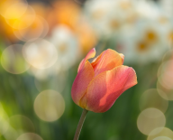 tulipán, zdroj: www.pixabay.com, CC0 Creative Commons Volné 