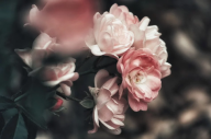 růže, zdroj: www.pixabay.com, CCO
