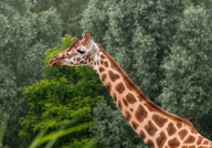 žirafa, zdroj: www.pixabay.com, CCO