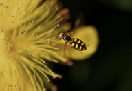 včela, zdroj: www.pixabay.com, CCO (volná licence)
